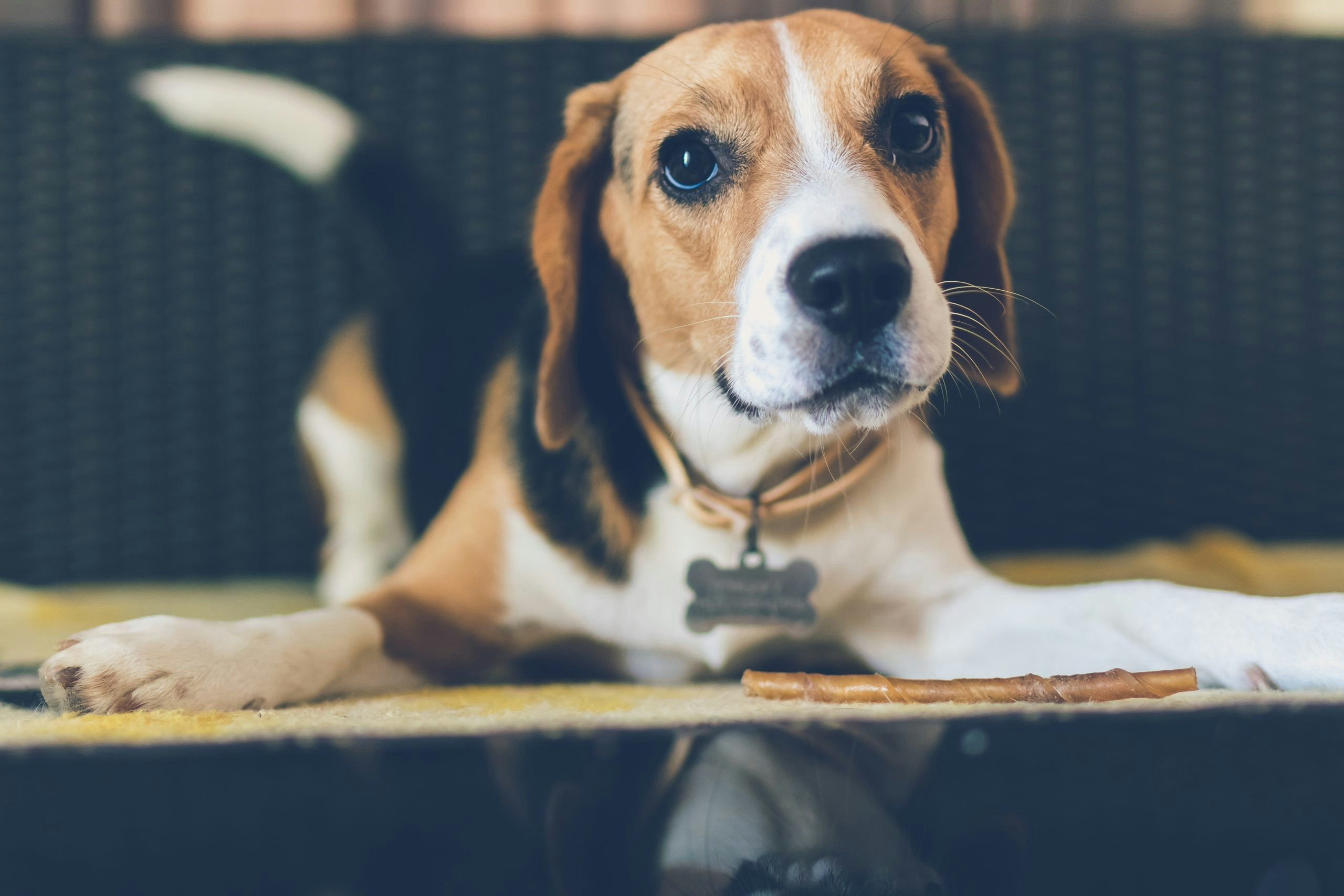 Global Pet Expo 2020: Trends We’ve Seen Since Working with Chewy